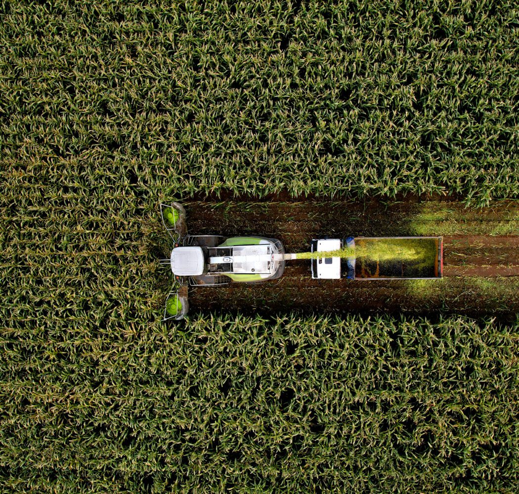 Forage harvester on maize cutting for silage in field. Harvesting biomass crop. Self-propelled Harvester for agriculture. Tractor work on corn harvest season. Farm equipment and farming machine.