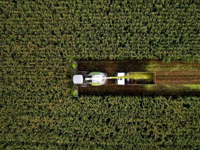 Forage harvester on maize cutting for silage in field. Harvesting biomass crop. Self-propelled Harvester for agriculture. Tractor work on corn harvest season. Farm equipment and farming machine.