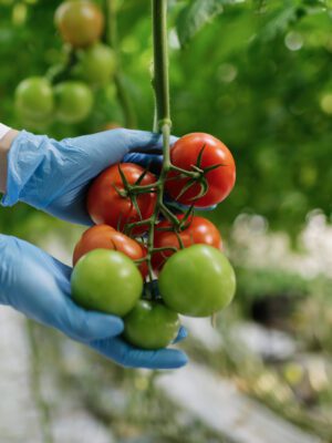 Food scientist holding tomatoes in various stages of ripe in a greenhouse