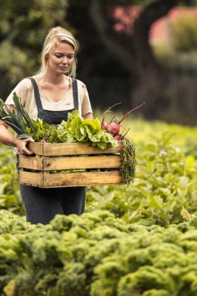 Young woman harvesting on her vegetable farm. Female organic farmer holding a box full of freshly picked produce while walking though her garden. Self-sufficient farmer gathering fresh vegetables.