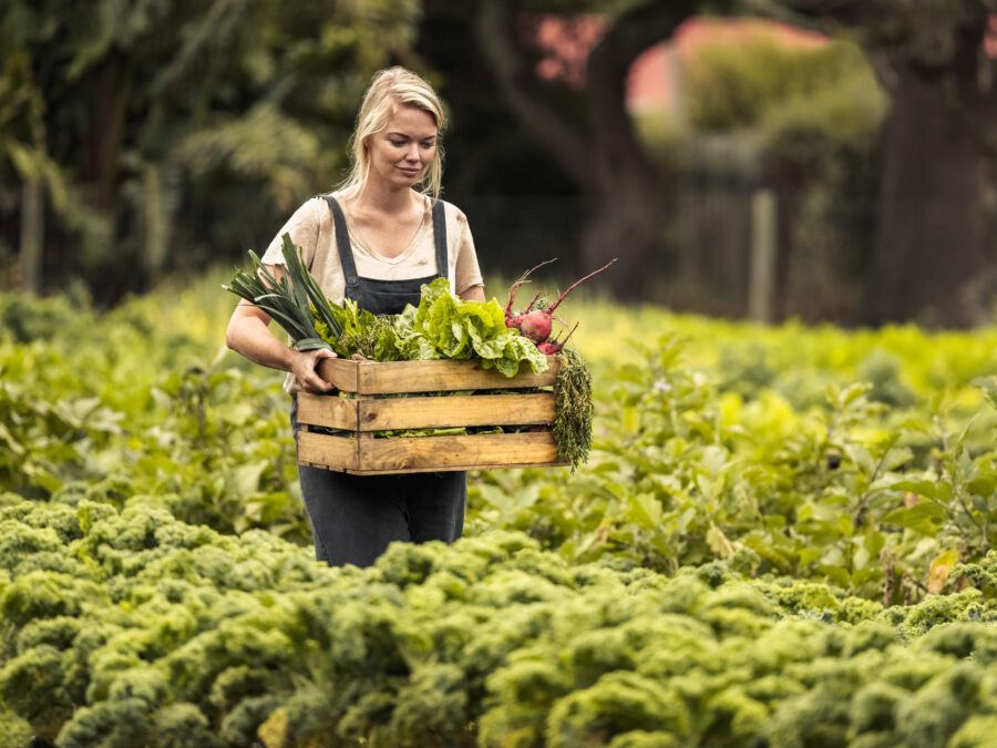 Young woman harvesting on her vegetable farm. Female organic farmer holding a box full of freshly picked produce while walking though her garden. Self-sufficient farmer gathering fresh vegetables.